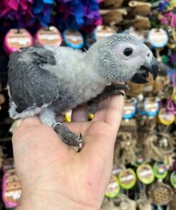 African Grey Congo Parrot