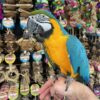 Blue and Gold Macaw