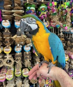 Blue and Gold Macaw