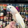 Moluccan Cockatoo