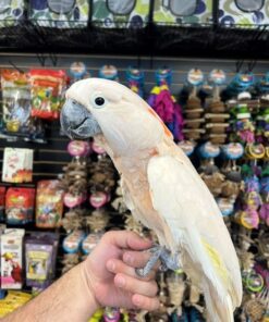 Moluccan Cockatoo