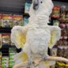 Umbrella Cockatoo
