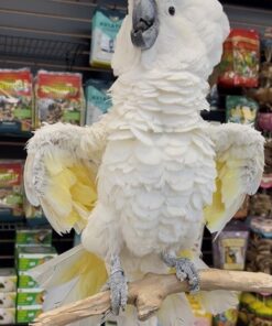 Umbrella Cockatoo