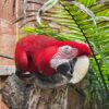 Green Wing Macaw