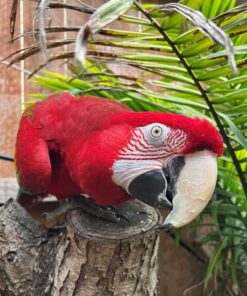 Green Wing Macaw