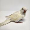 Quaker Parrot