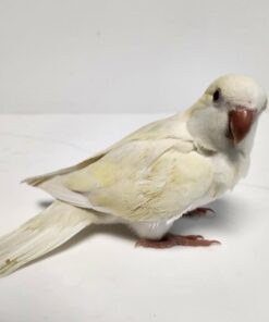 Quaker Parrot