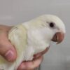 Quaker Parrot