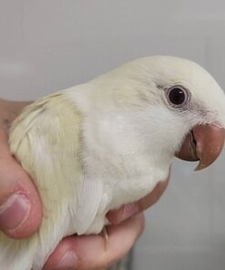Quaker Parrot