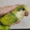 Quaker Parrot