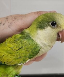 Quaker Parrot