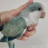 Quaker Parrot
