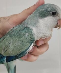 Quaker Parrot