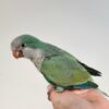 Quaker Parrot