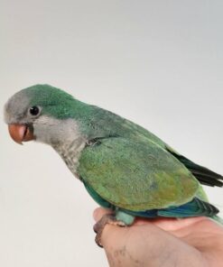 Quaker Parrot