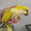 Quaker Parrot