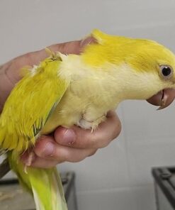 Quaker Parrot