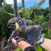 female baby Hyacinth Macaw