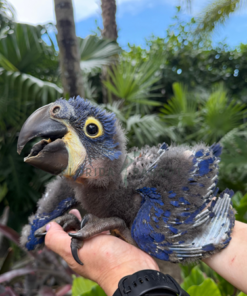 female baby Hyacinth Macaw
