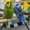 Yellow Grey English Budgies for sale (Updated 2026)