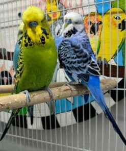 Yellow Grey English Budgies for sale (Updated 2026)