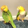 Caique Parrot