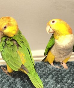 Caique Parrot