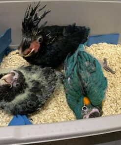 Black Palm Cockatoo Baby Parrots-Males-Females