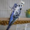 Hagoromo Parakeets / Japanese Parakeets (Budgerigar)