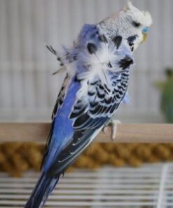 Hagoromo Parakeets / Japanese Parakeets (Budgerigar)