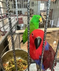 Rosie & Simon