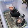 Black Palm Cockatoo Baby Parrots-Males-Females