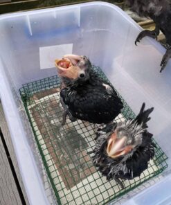 Black Palm Cockatoo Baby Parrots-Males-Females