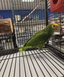 Double Yellow Head