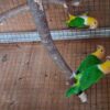 Caique Parrots