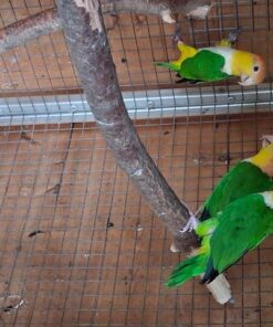 Caique Parrots