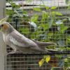 Cinnamon Cockatiel for sale