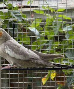 Cinnamon Cockatiel for sale