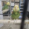 Double Yellow Headed Amazon Pair Bonded