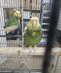 Double Yellow Headed Amazon Pair Bonded