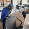 Beautiful Hyacinth Macaw