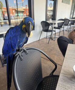 Beautiful Hyacinth Macaw