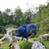 Large Blue Hyacinth Macaw