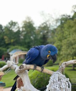 Large Blue Hyacinth Macaw