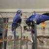 Hyacinth Macaws-Bonded Pair