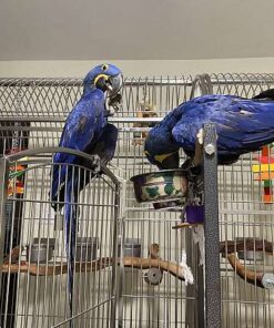 Hyacinth Macaws-Bonded Pair