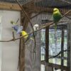 Small Blue Budgerigar Parakeet