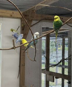 Small Blue Budgerigar Parakeet