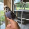 Small Purple Budgerigar Parakeet