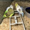 Budgerigar Parakeet
